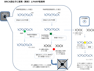 PARP阻害剤