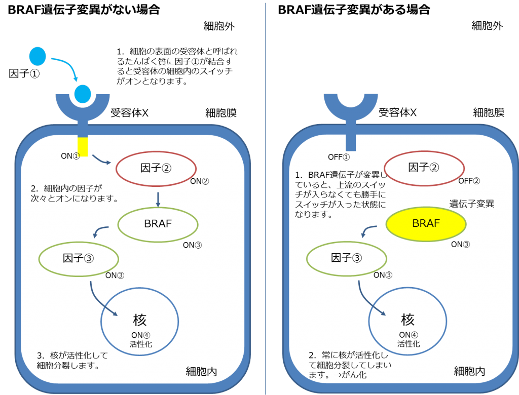 BRAF遺伝子変異の説明