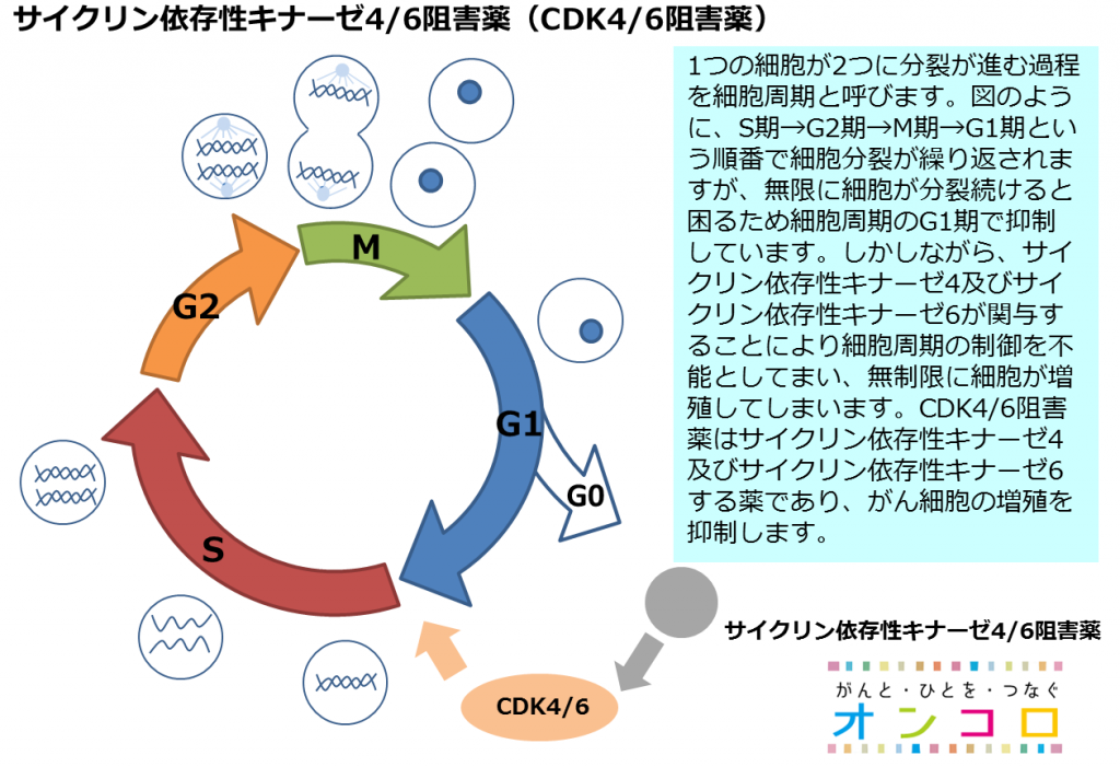 サイクリン依存性キナーゼ