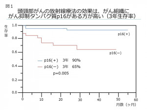 頭頸部がんの放射線療法の効果は、がん組織にがん抑制タンパク質p16がある方が高い（3年生存率）