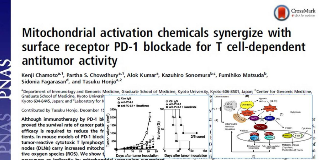 PD-1抗体の抗腫瘍効果はベザフィブラート等によるミトコンドリアの活性化で増強する 　米国科学アカデミー紀要（PNAS）