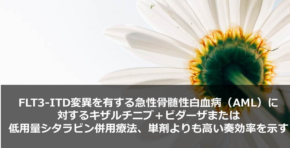 FLT3-ITD変異を有する急性骨髄性白血病（AML）に対するキザルチニブ＋ビダーザまたは低用量シタラビン併用療法、単剤よりも高い奏効率を示す